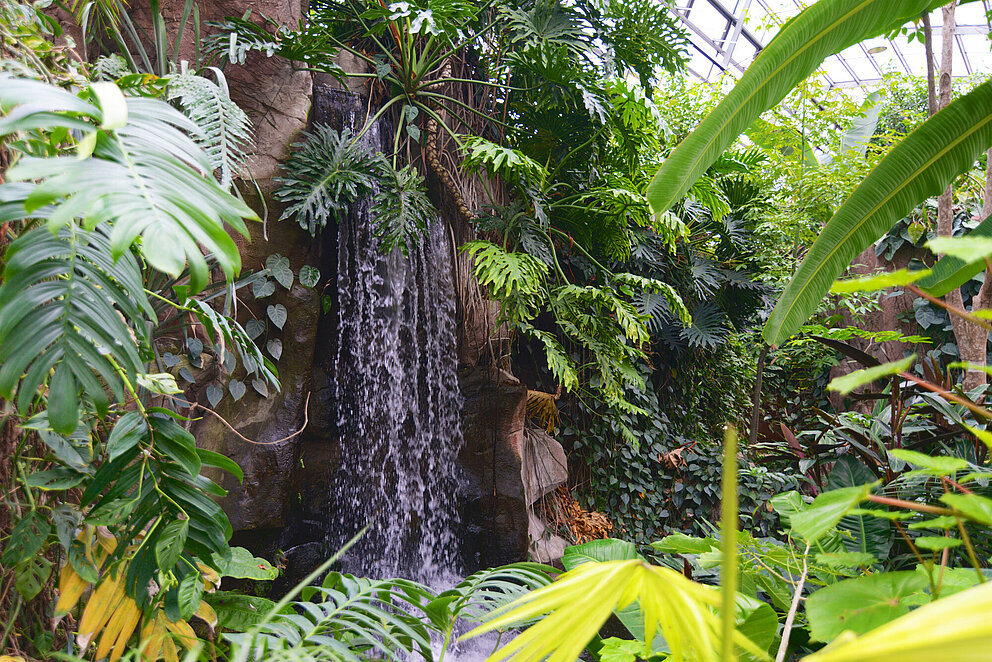 Amazonienhaus – Bild 4