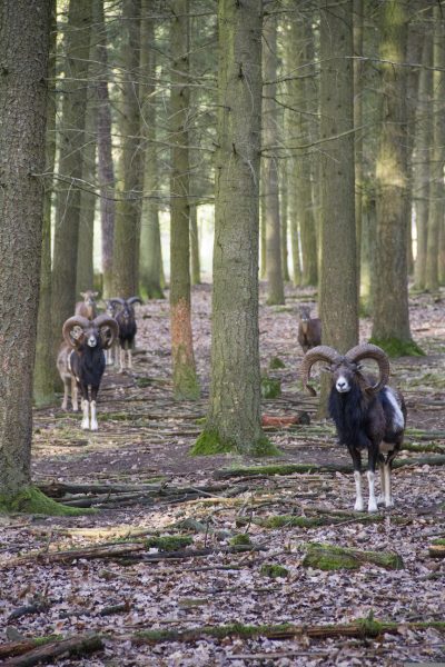 Informationszentrum StadtWaldHaus & Fasanerie – Bild 4