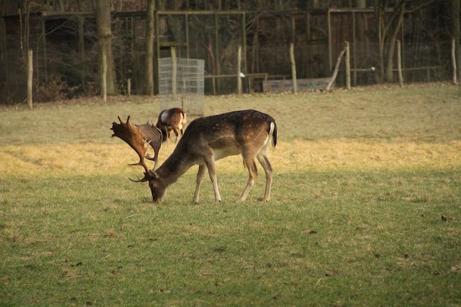 Informationszentrum StadtWaldHaus & Fasanerie – Bild 5