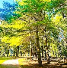 McDonnell Park – Bild 2