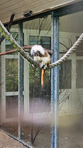 Tiergehege im Kurpark Döse Cuxhaven – Bild 4