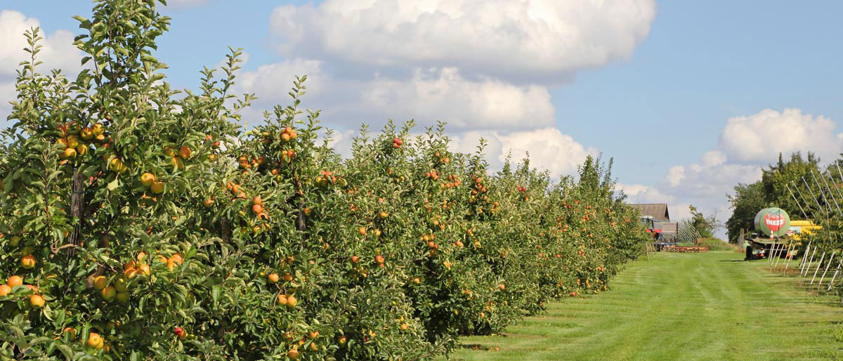 Obsthof Riess – Bild 4