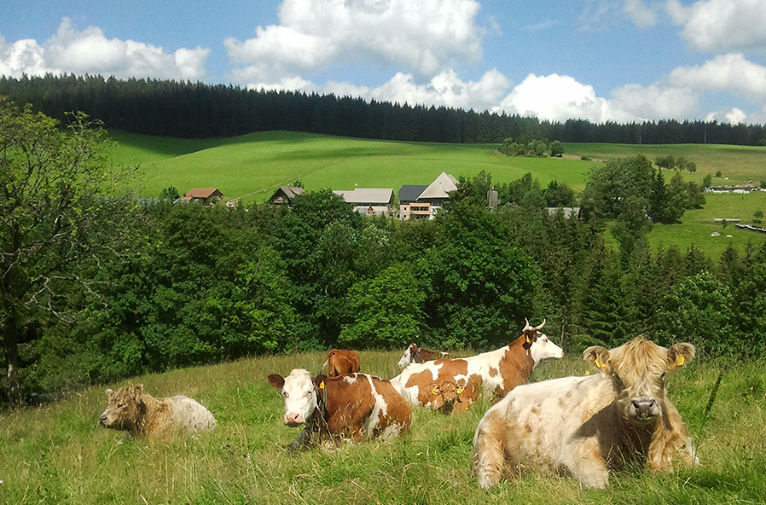 Farnbauernhof – Bild 1