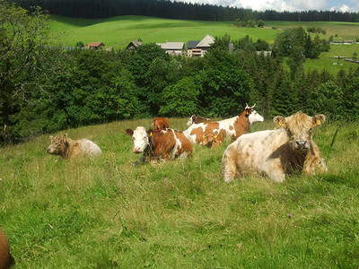 Farnbauernhof – Bild 5