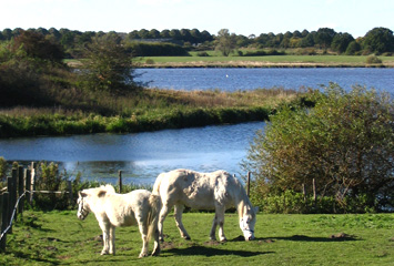 Hof Alt-Ruppersdorf – Bild 5