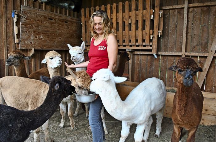 Ziegen und Alpakas – Bild 3