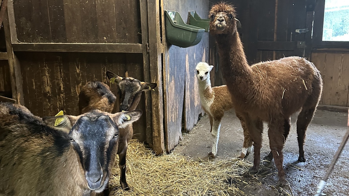 Ziegen und Alpakas – Bild 4