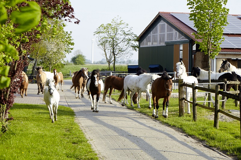Traberhof - Remmer Müller – Bild 3