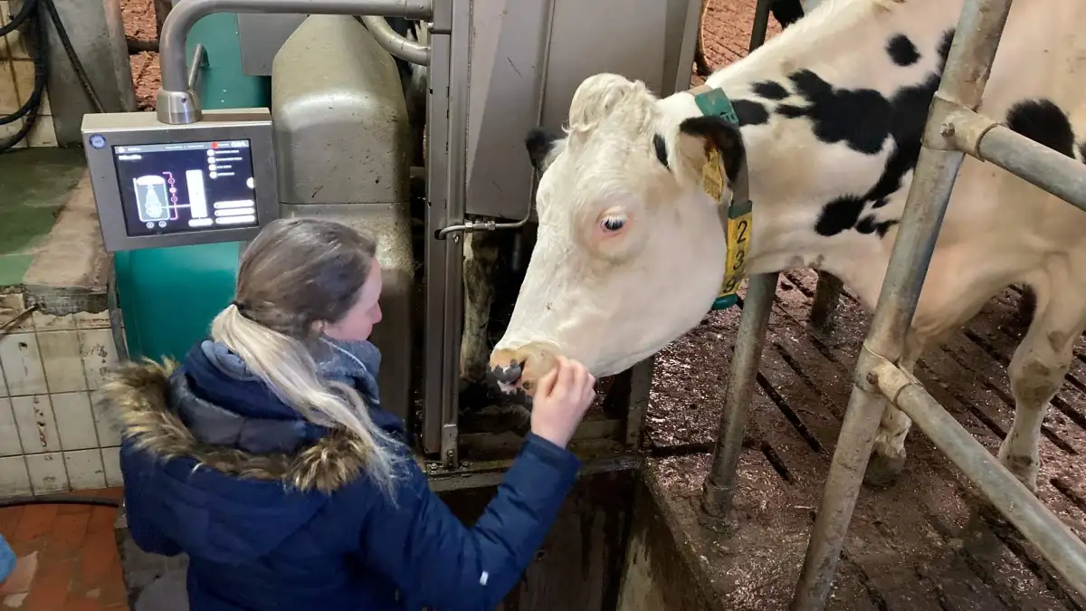 Milchviehbetrieb Boltes – Bild 2