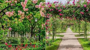 Rose Gardens Park – Bild 2