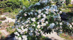 Rose Gardens Park – Bild 3