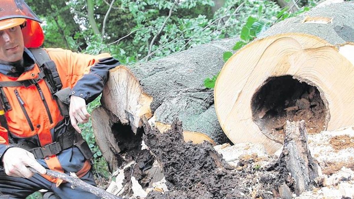 Castroper Holz – Bild 1