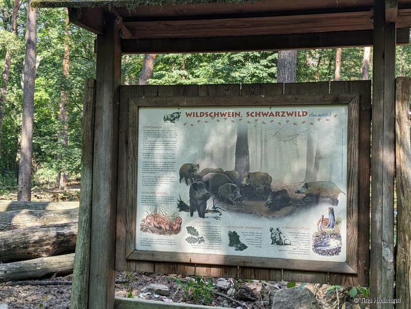 Wildgehege im Tegeler Forst – Bild 2