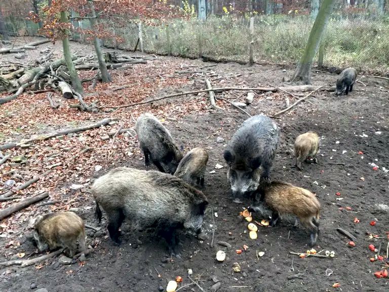 Wildgehege im Tegeler Forst – Bild 3