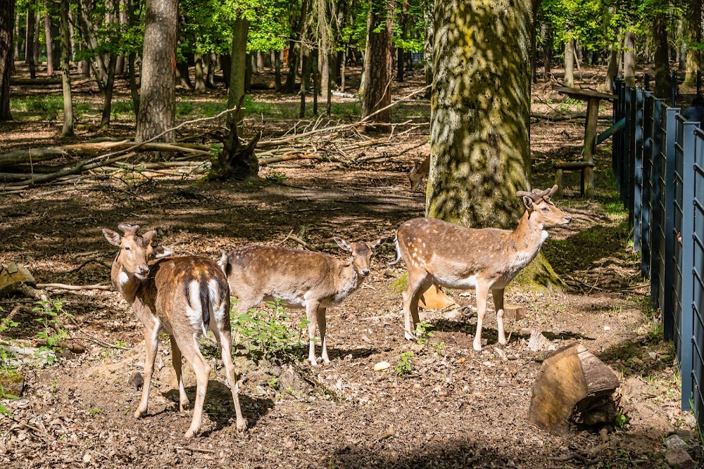 Wildgehege im Tegeler Forst – Bild 5