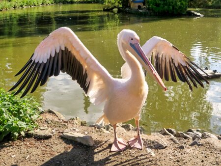 Pfauengarten – Bild 3