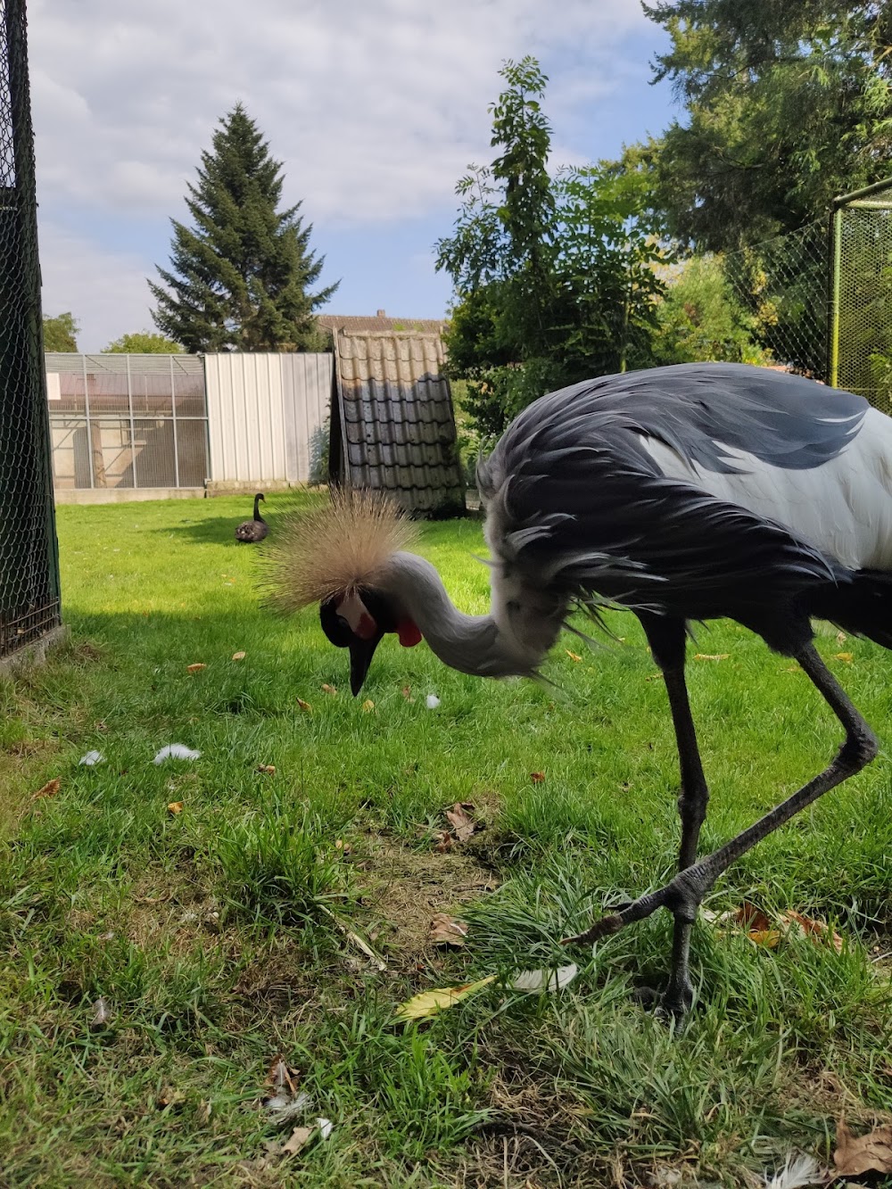 Pfauengarten – Bild 4