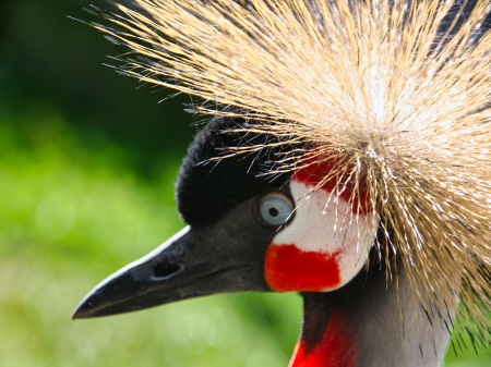 Pfauengarten – Bild 5