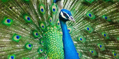 Pfauengarten – Bild 6