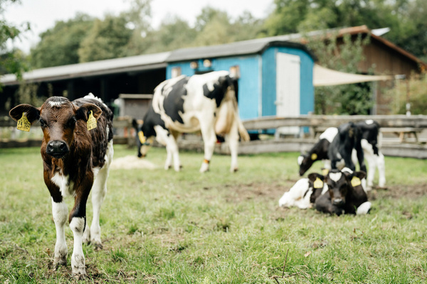 Biohof - Gut Wilhelmsdorf - Bielefeld – Bild 4