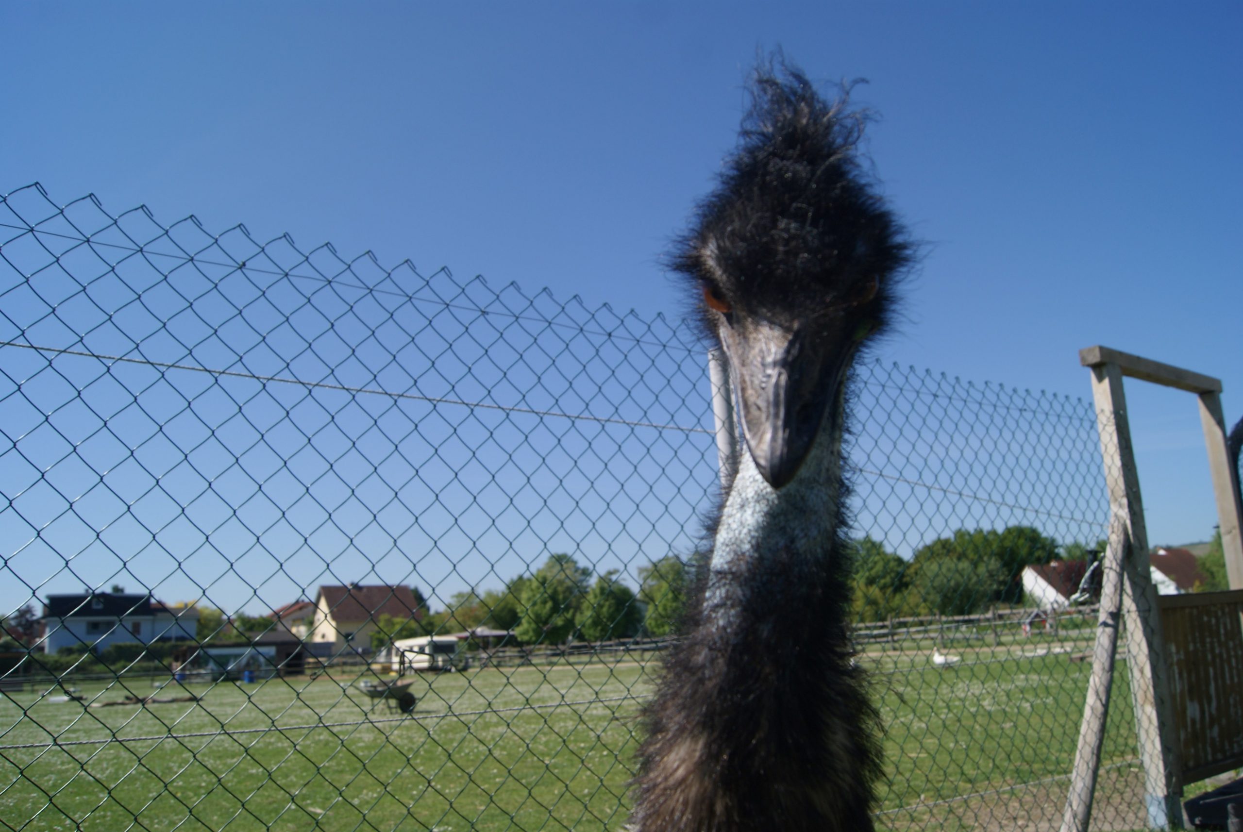 Tiergarten Oppenheim – Bild 1