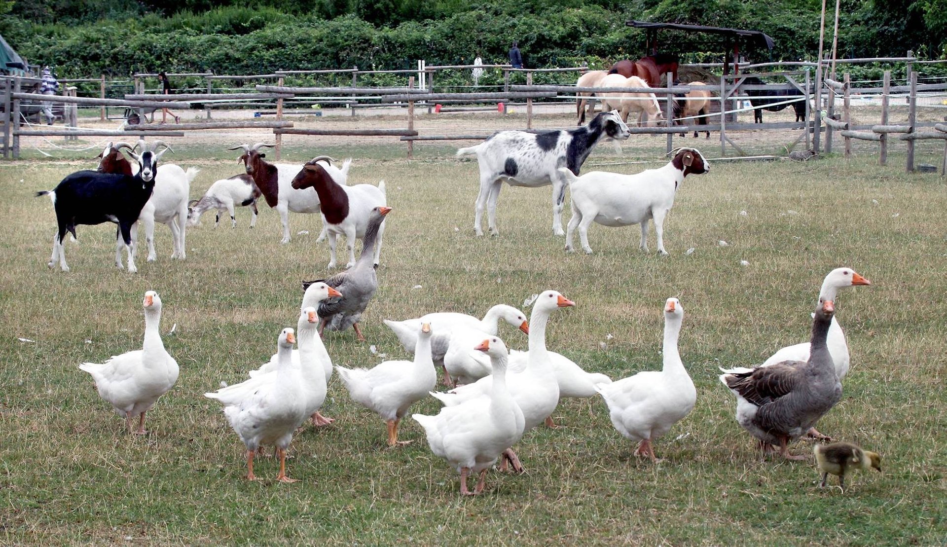 Tiergarten Oppenheim – Bild 2