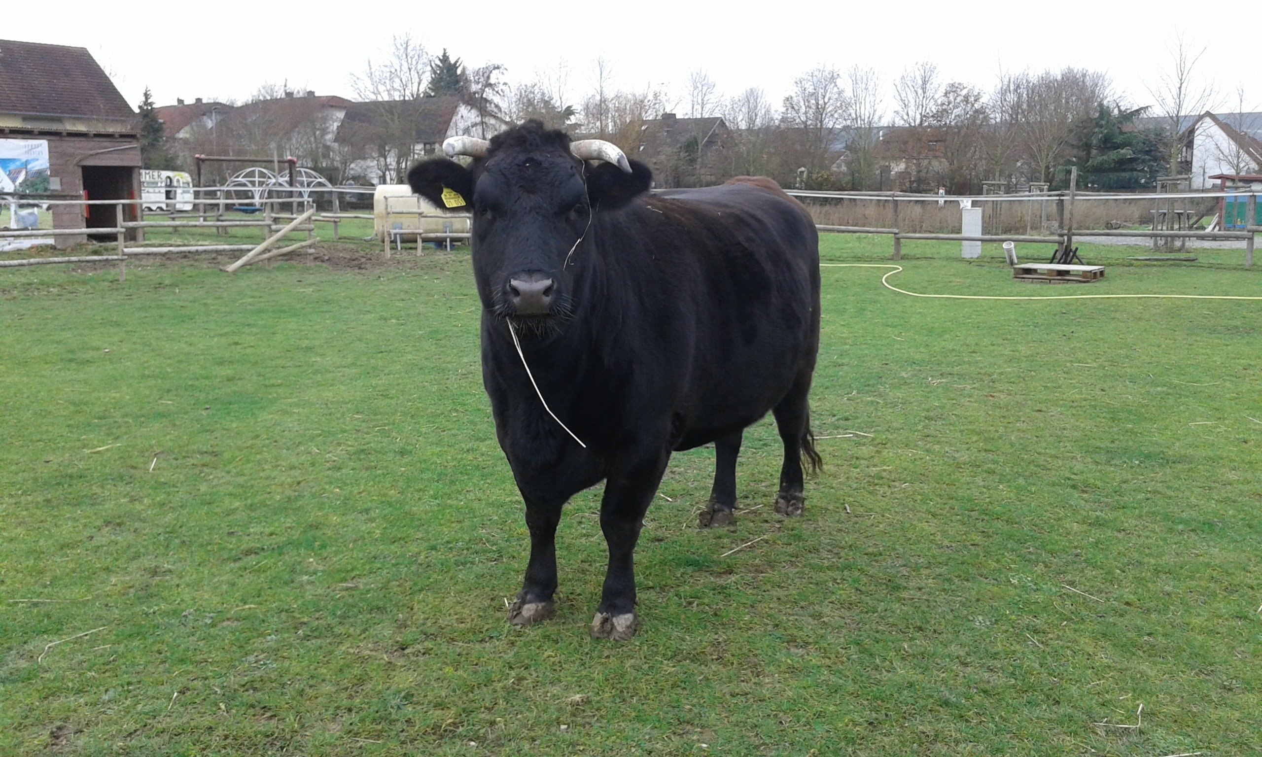 Tiergarten Oppenheim – Bild 3