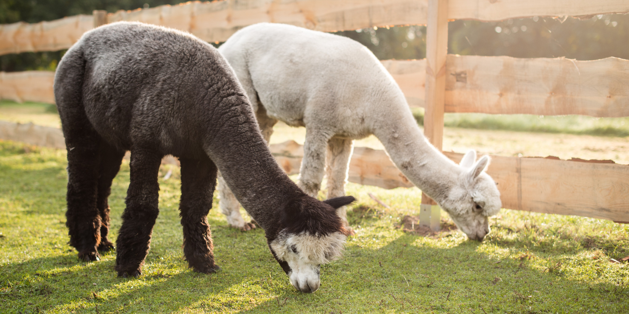 Elbtal Alpaka – Bild 2