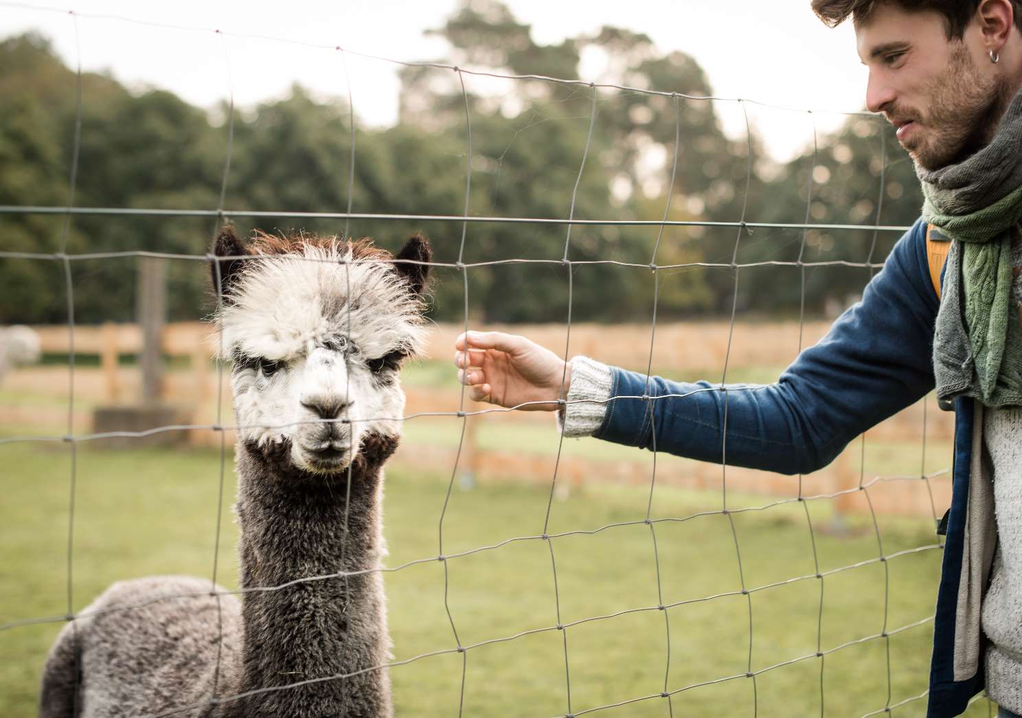 Elbtal Alpaka – Bild 4