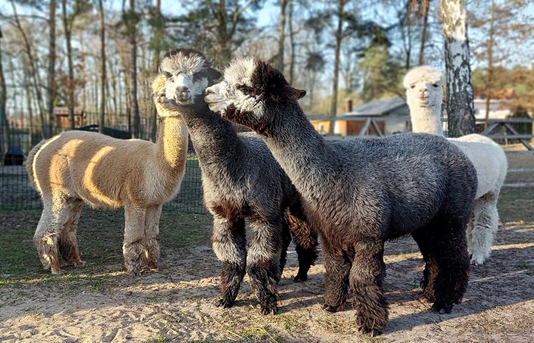 Elbtal Alpaka – Bild 5