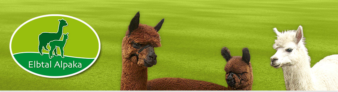 Elbtal Alpaka – Bild 6
