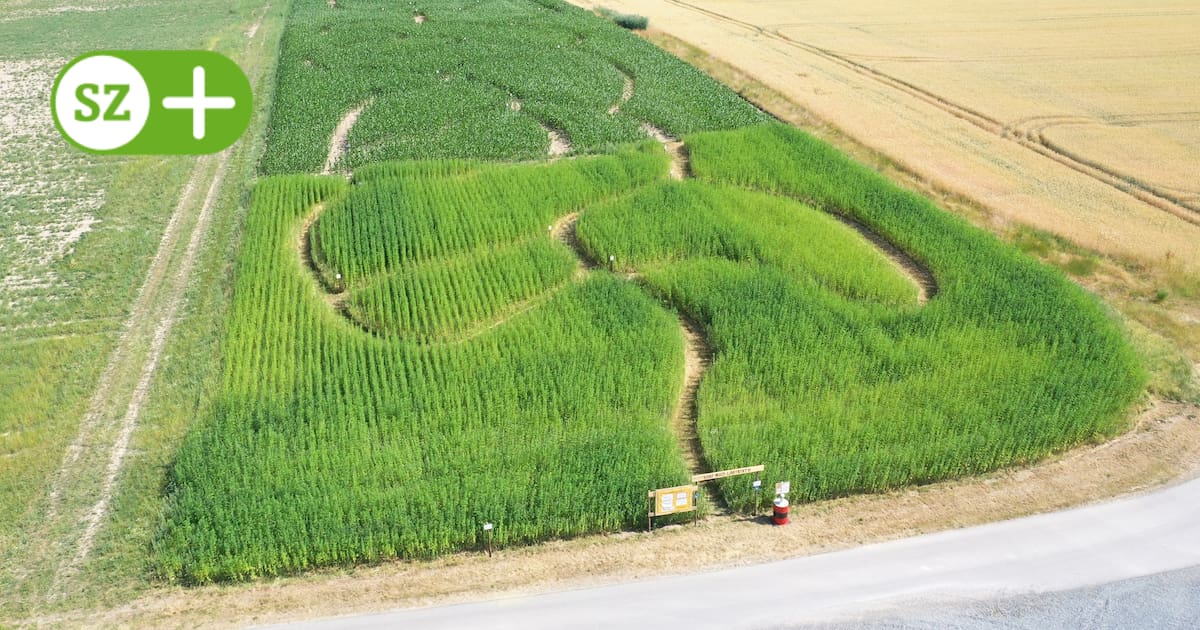 HANF-MAIS-LABYRINTH – Bild 1