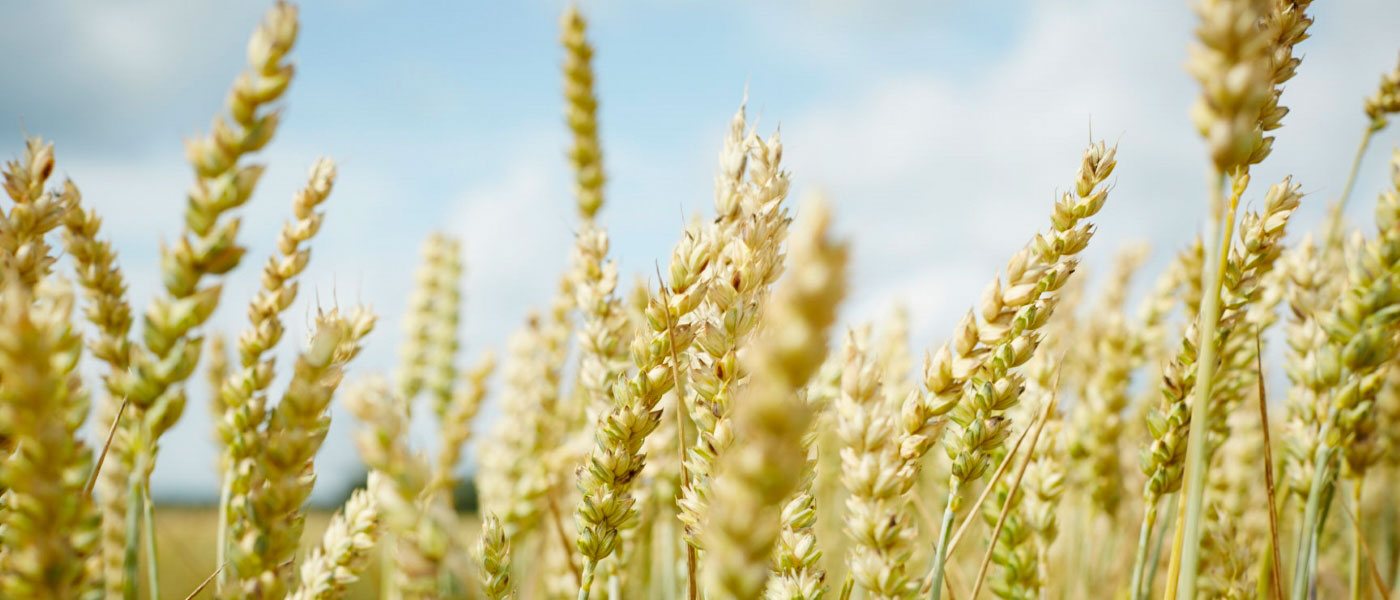 Familie Constien – Bild 6