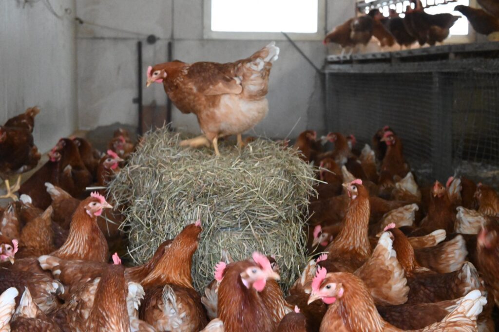 Hof „Haus Grind" - Familie Mosch – Bild 5