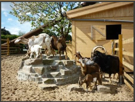 Bauerngärtchen – Bild 3