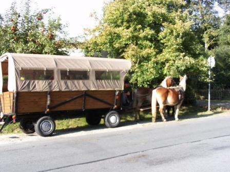 Bauerngärtchen – Bild 4