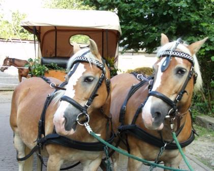 Bauerngärtchen – Bild 5