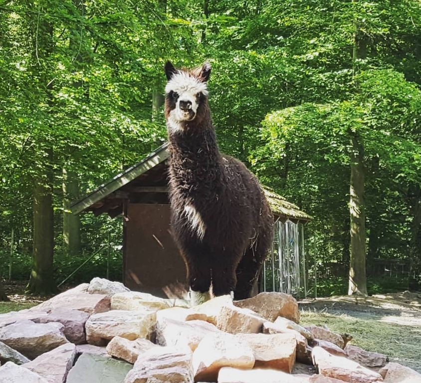 Vogelpark Hambrücken – Bild 3