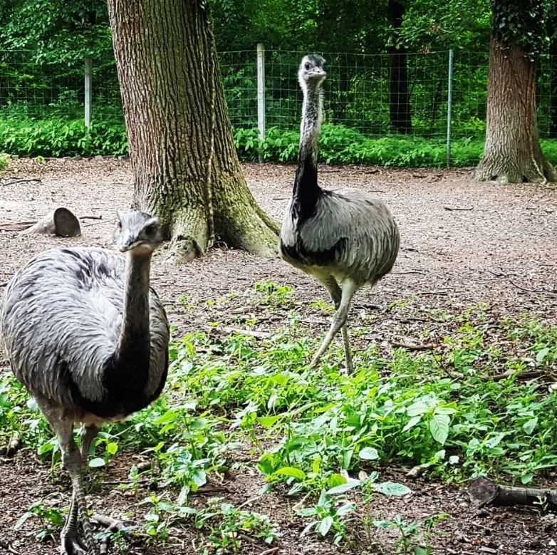 Vogelpark Hambrücken – Bild 5