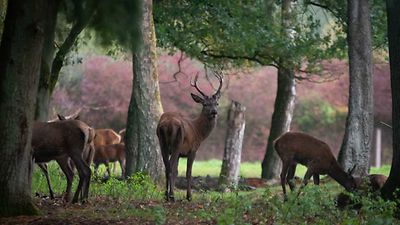 Wildgehege – Bild 2