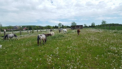 Göttinger Birkenhof – Bild 2