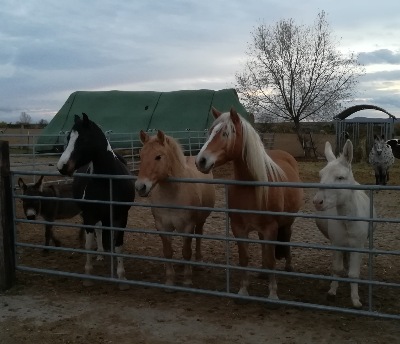 Göttinger Birkenhof – Bild 3