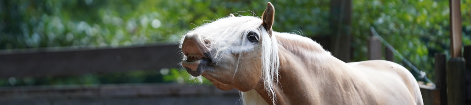 Animal Farm Stuttgart – Bild 3