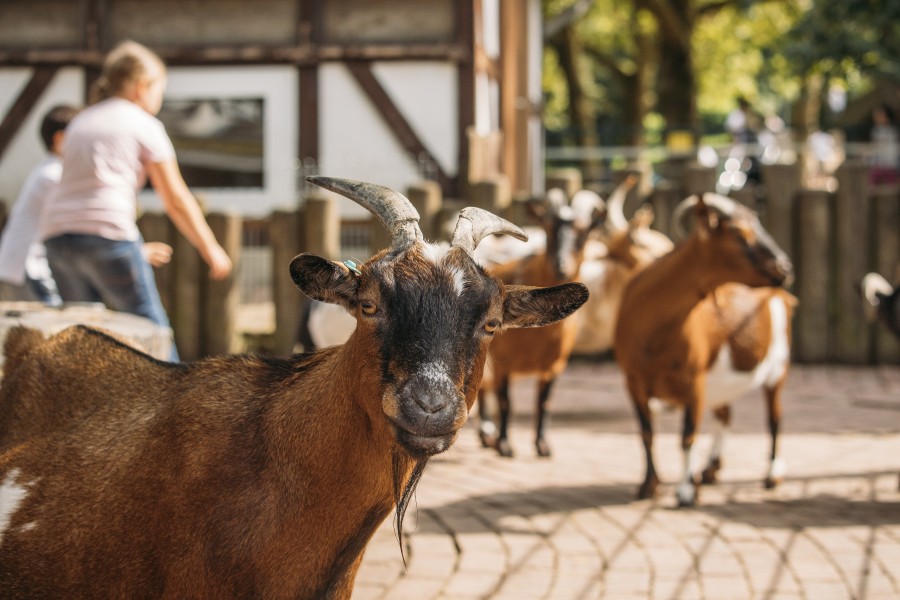 Kleintiergarten im Grugapark – Bild 2