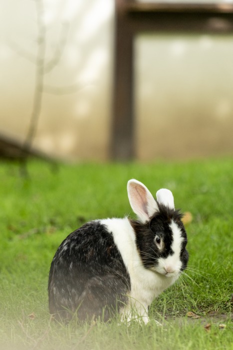 Kleintiergarten im Grugapark – Bild 5