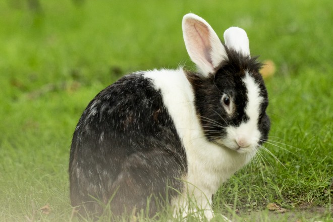 Kleintiergarten im Grugapark – Bild 6