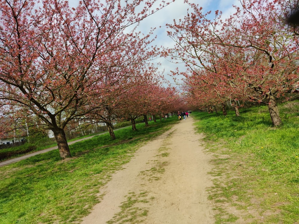 Kirschbaumallee – Bild 1