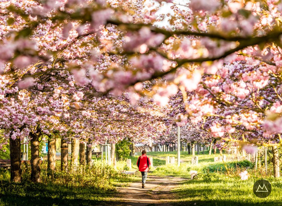 Kirschbaumallee – Bild 2