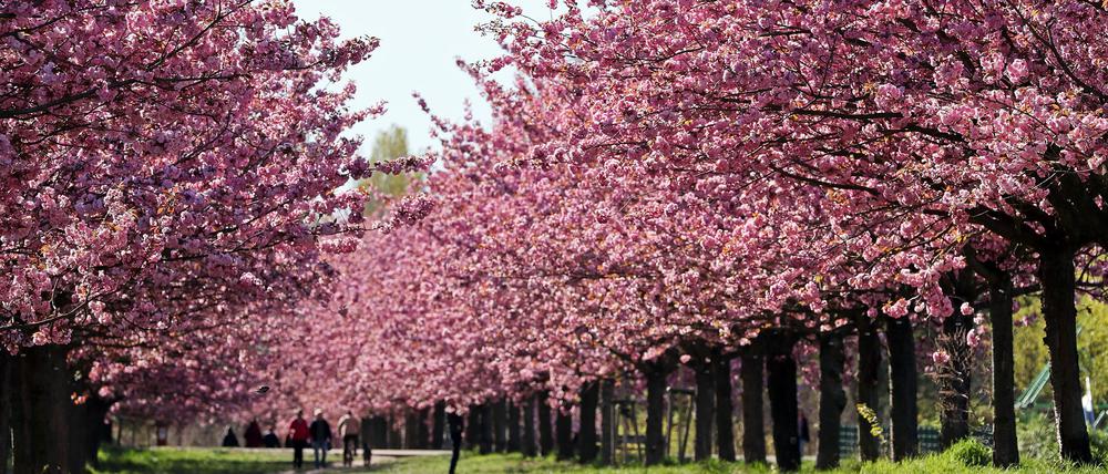 Kirschbaumallee – Bild 5