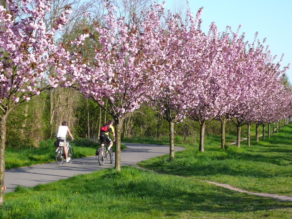 Kirschbaumallee – Bild 6